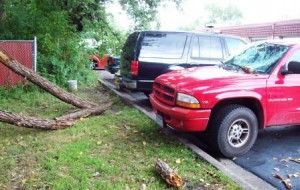 tree Durango